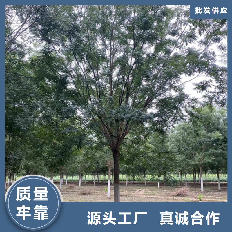 法桐垂丝海棠多年厂家可靠