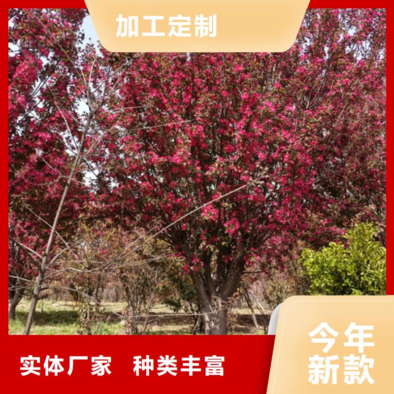 法桐小苗可在线咨询价格