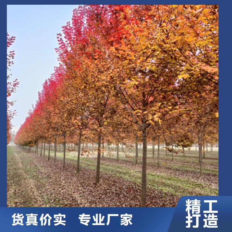 可定制的法桐供货商