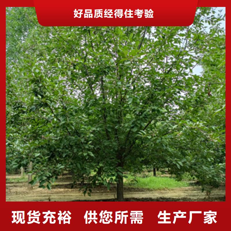 可定制的法桐供货商