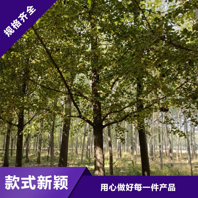 黄金槐视频-广东省江门市翌昊黄金槐可服务区域鹤山|蓬江|河源|湛江|佛山|潮州|梅州等