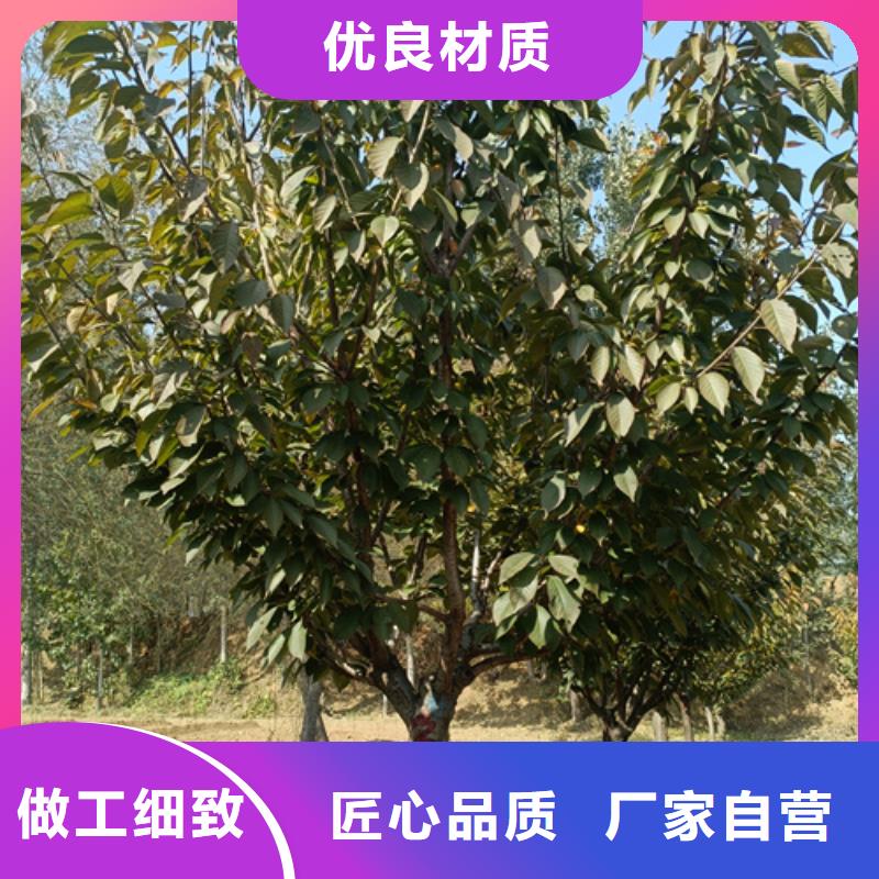 法桐小苗可在线咨询价格