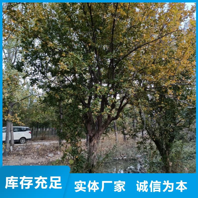 法桐美国红枫客户好评
