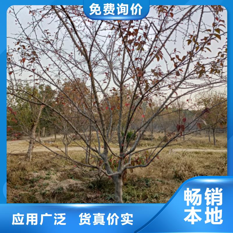 黄金槐视频-黄金槐|内蒙古阿拉善市|乌海|赤峰|乌兰察布|呼伦贝尔|鄂尔多斯