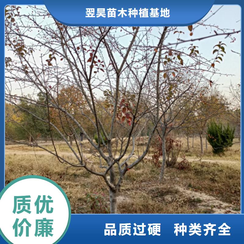 发货及时的法桐供货商