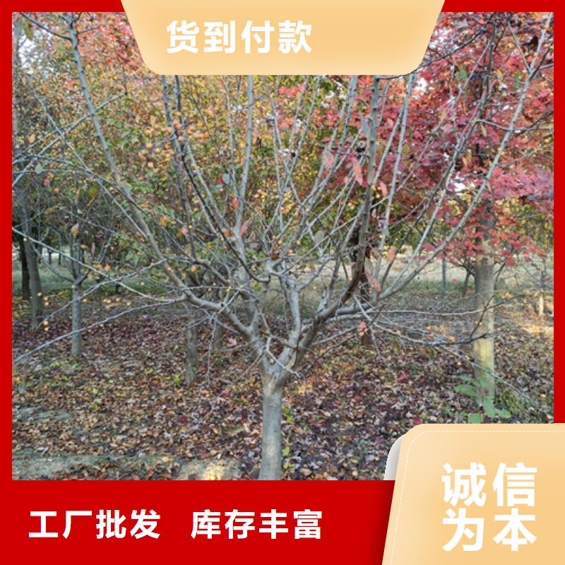 法桐黄金槐按需定制真材实料