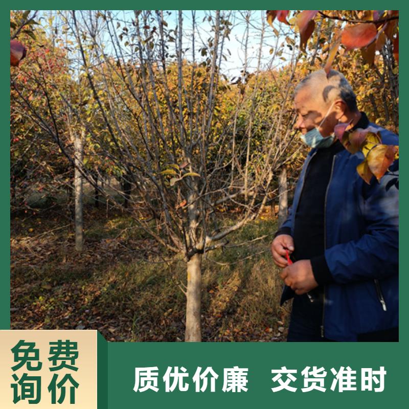 法桐五角枫厂家直销货源充足