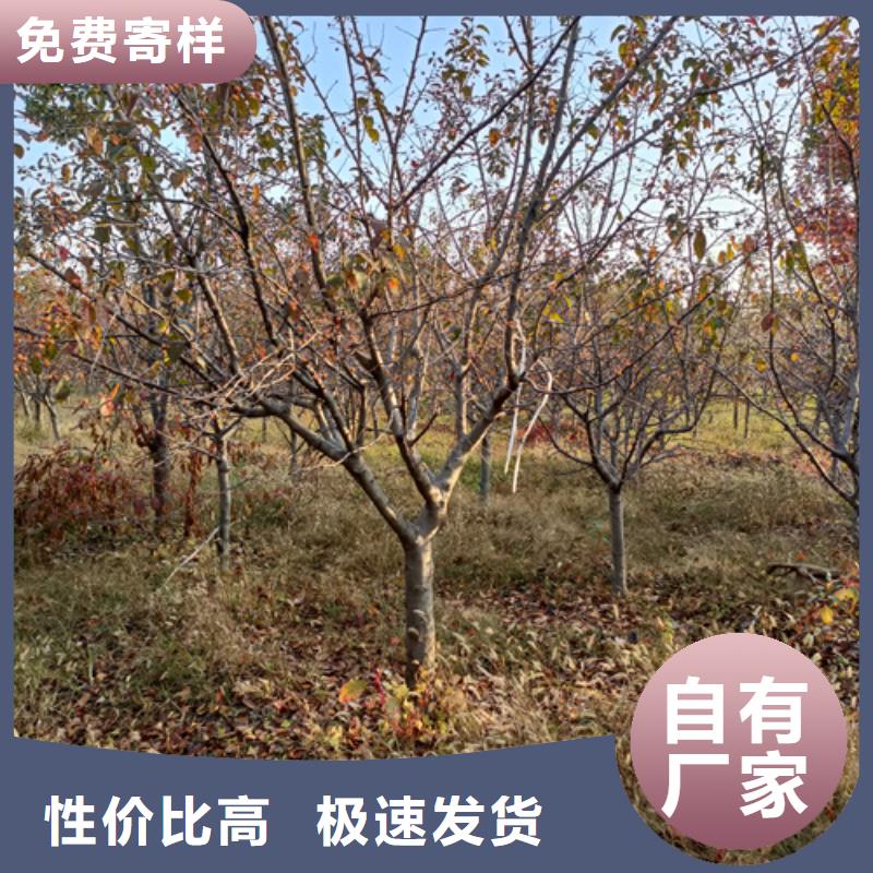 法桐金叶复叶槭批发货源