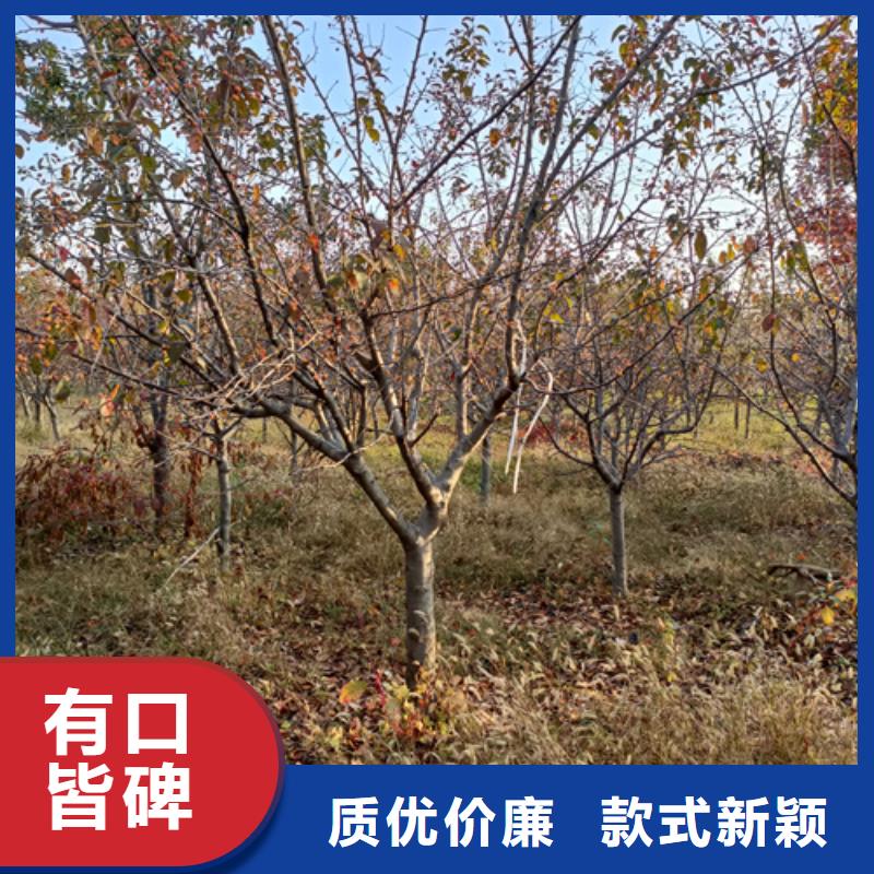 黄金槐视频-广东省江门市翌昊黄金槐可服务区域鹤山|蓬江|河源|湛江|佛山|潮州|梅州等