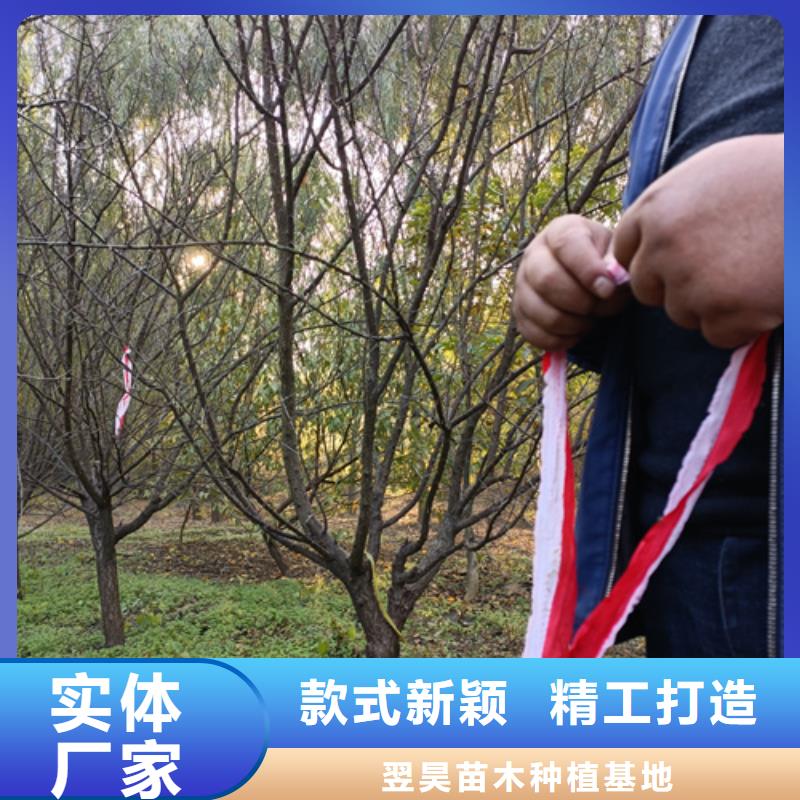 法桐五角枫专业生产品质保证
