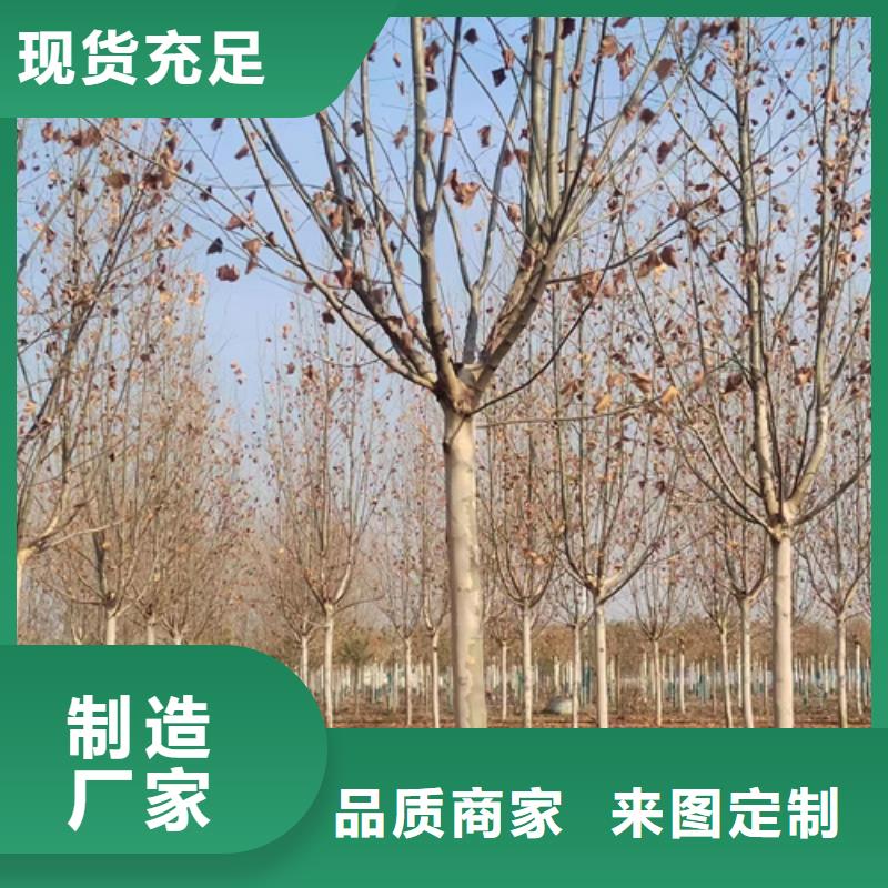 法桐工艺成熟