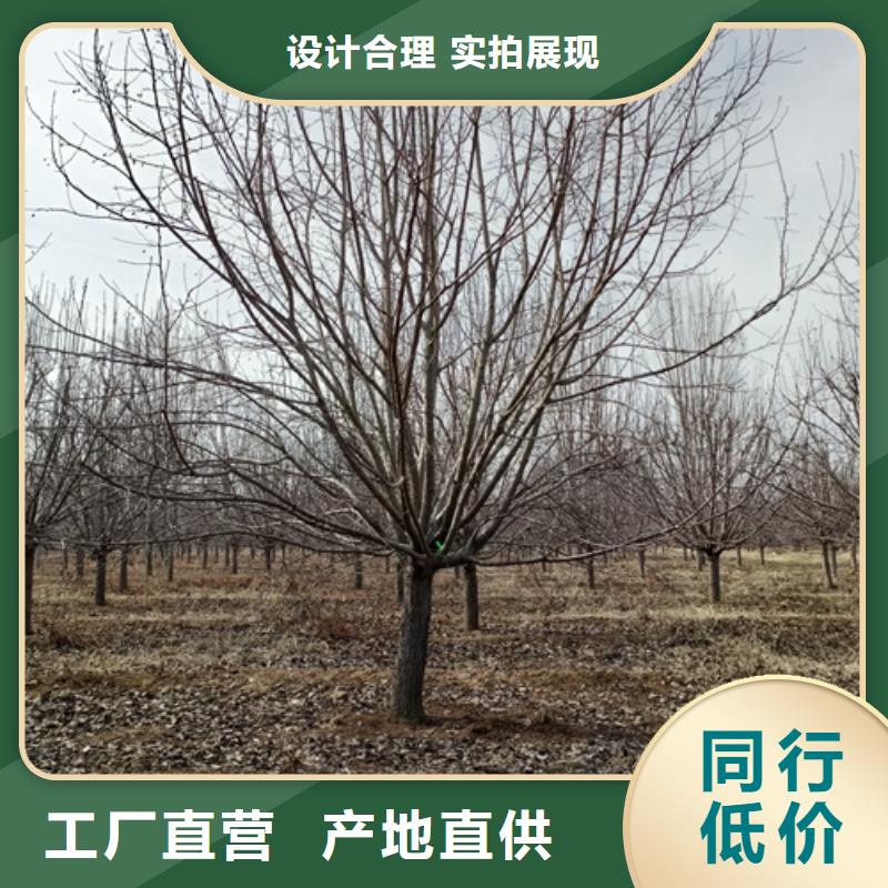 法桐截杆发帽支持定制