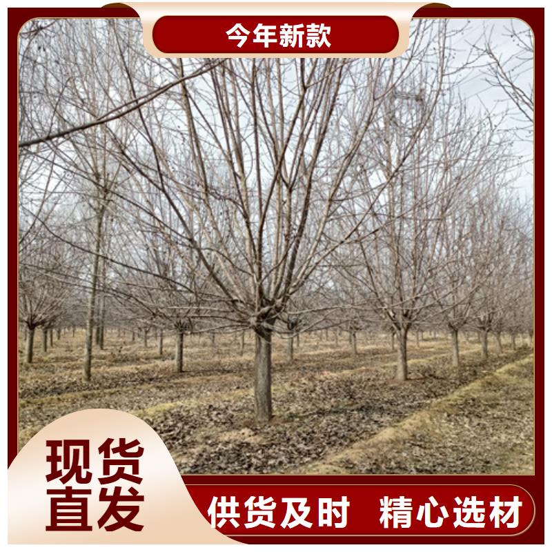 法桐美国红枫客户好评