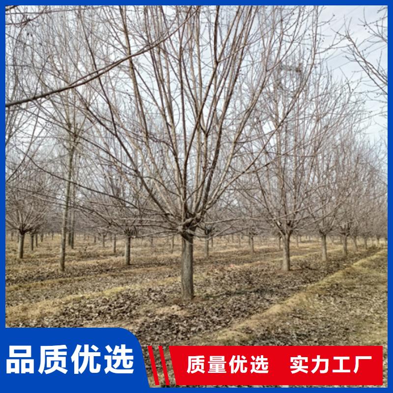 法桐白蜡保障