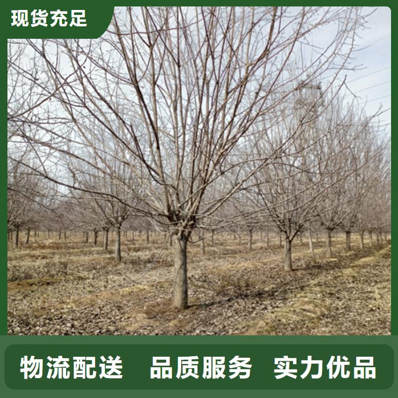 法桐-白蜡工厂直营
