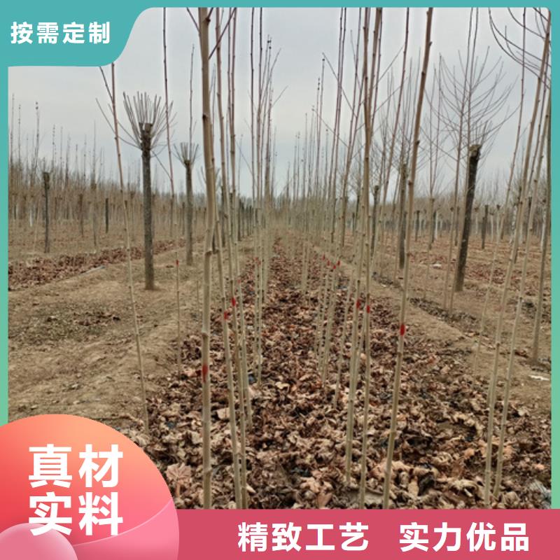 法桐美国红枫一手货源源头厂家