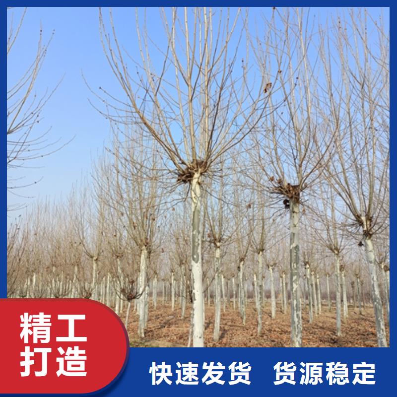 法桐美国红枫细节之处更加用心