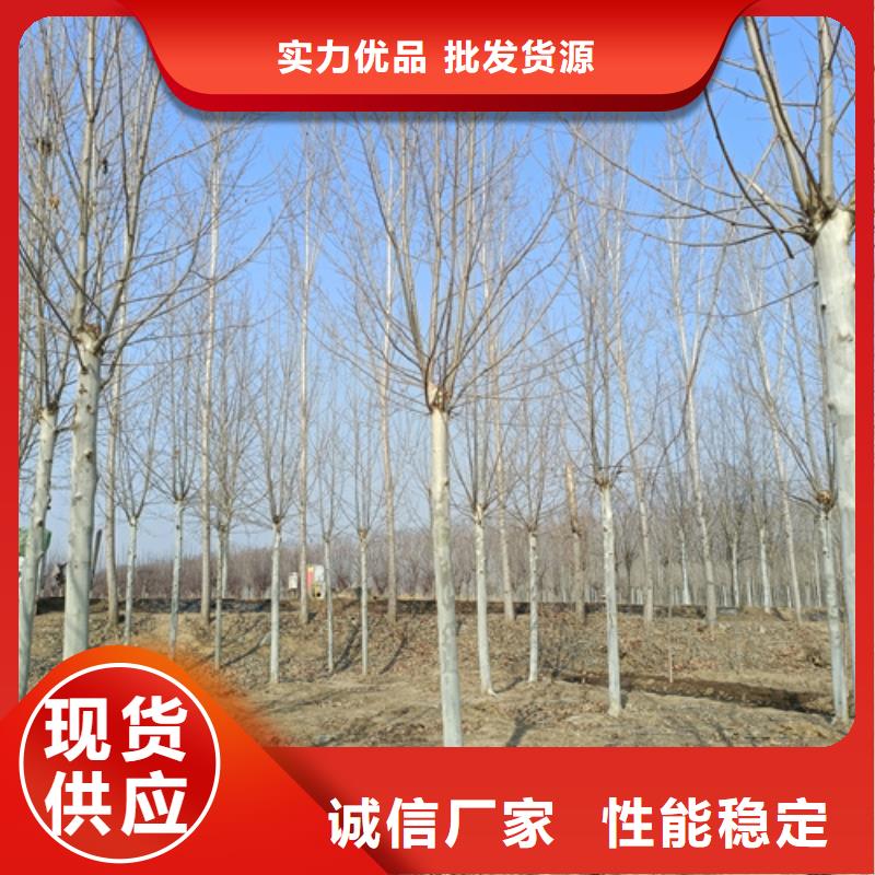 法桐自有生产工厂