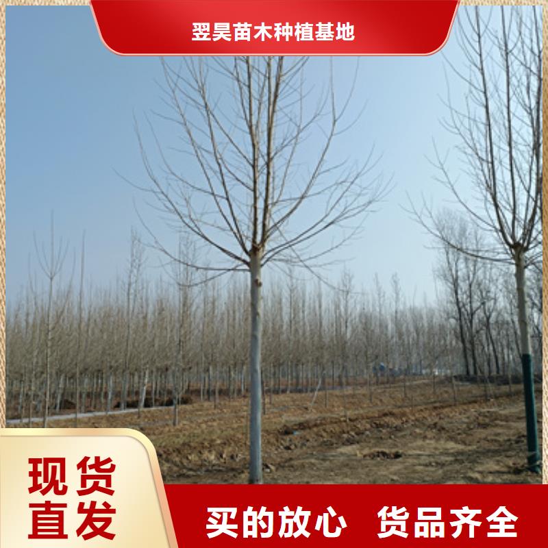 发货速度快的法桐供货商