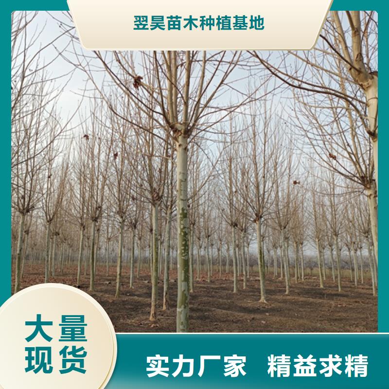 法桐美国红枫细节之处更加用心