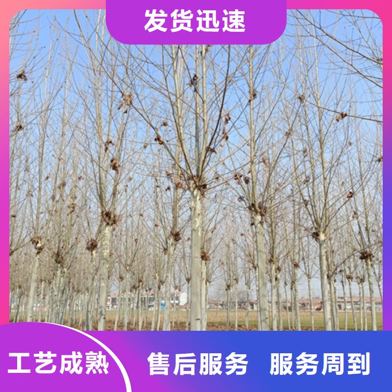 可定制的法桐供货商