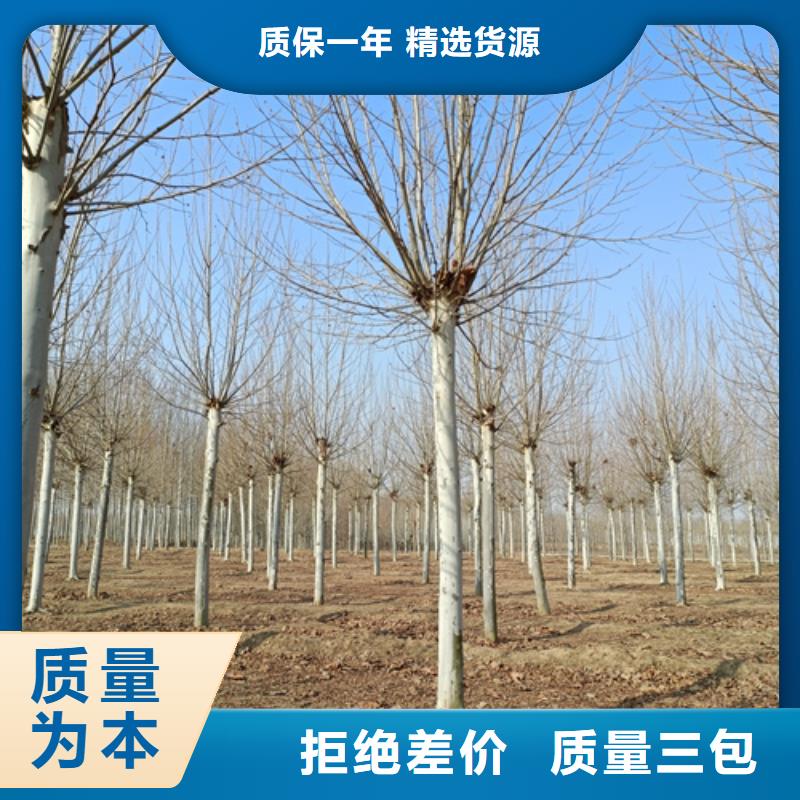 法桐金叶复叶槭批发货源
