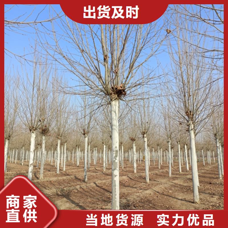 法桐-五角枫一站式厂家