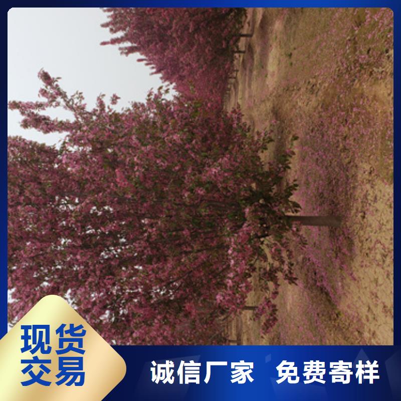 法桐金叶复叶槭现货齐全售后无忧