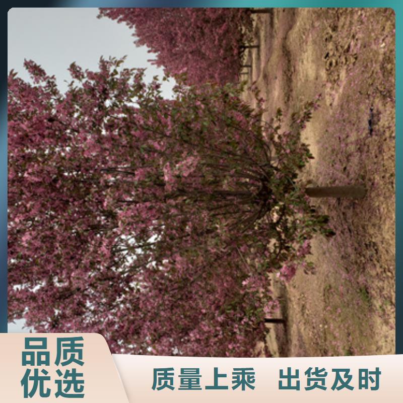法桐白蜡保障