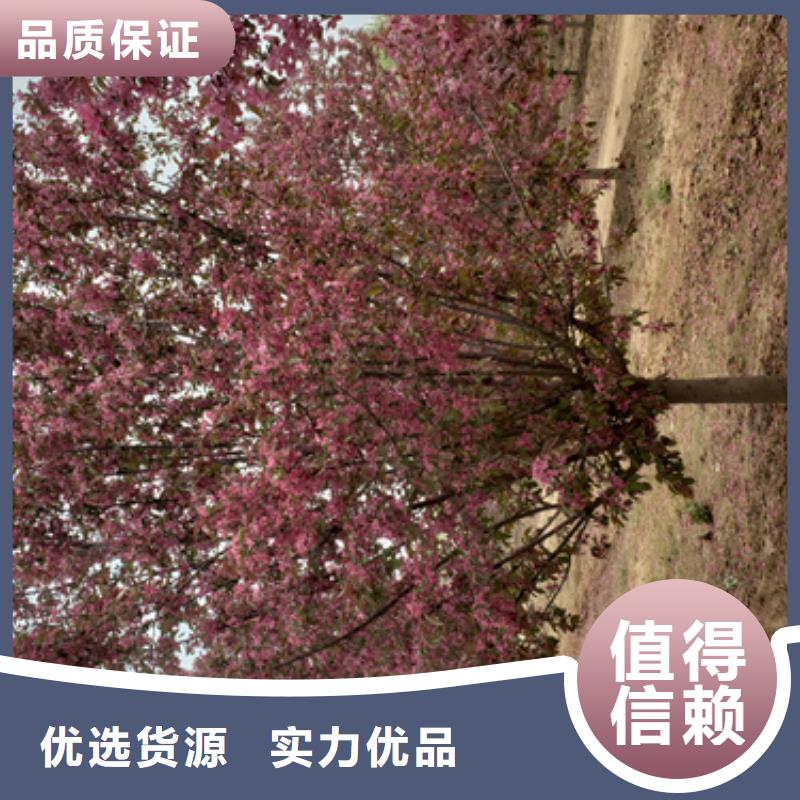 法桐美国红枫品质保障售后无忧