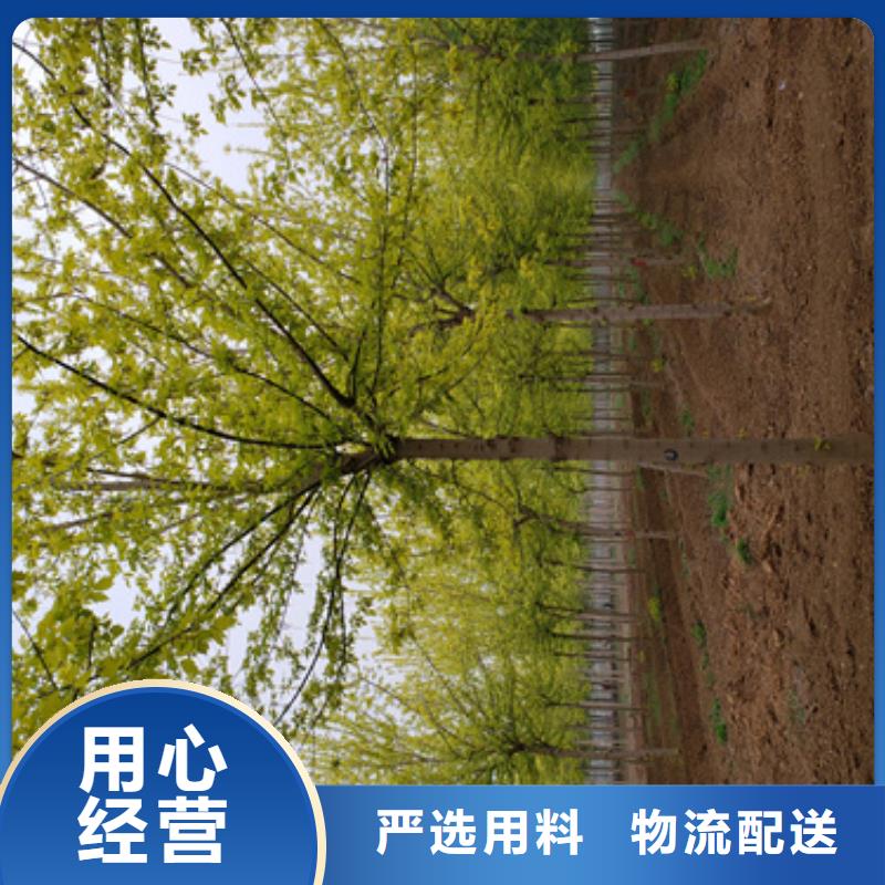 发货及时的法桐供货商