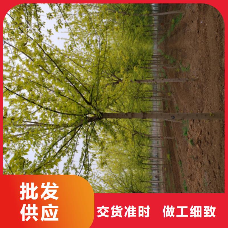 法桐生产基地