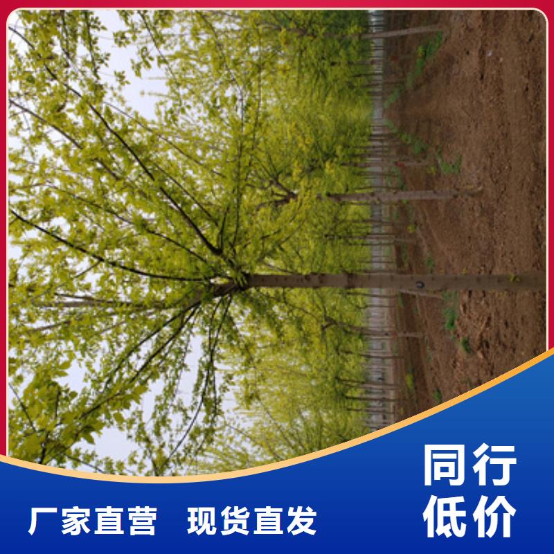 法桐白蜡优质原料