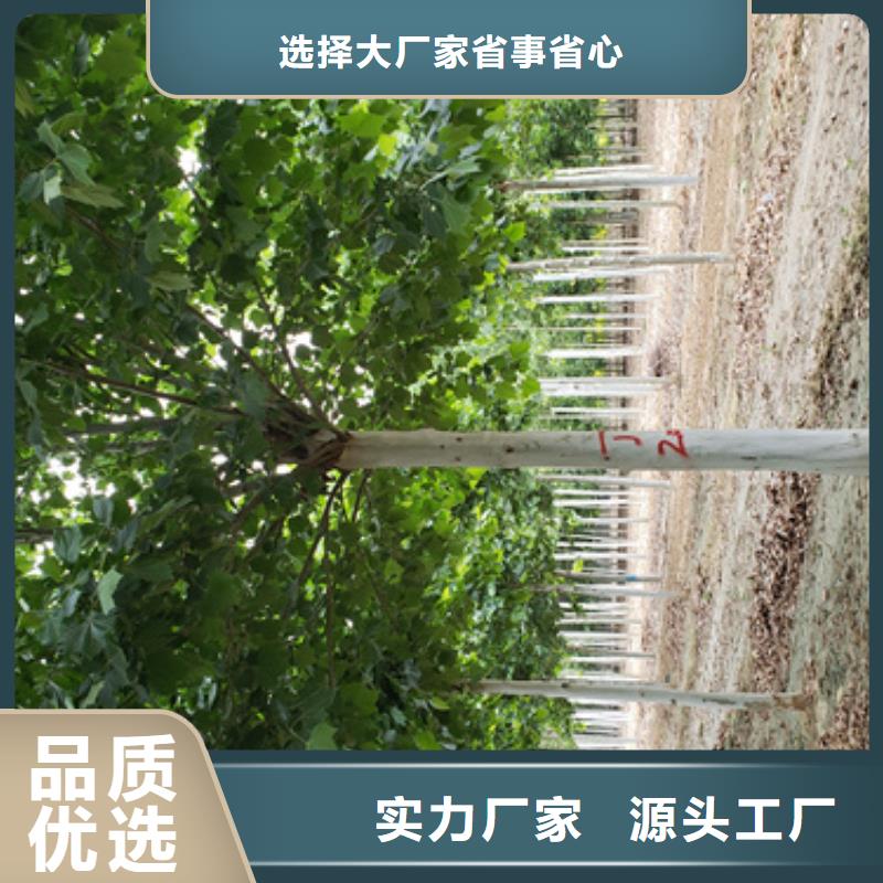 黄金槐视频-黄金槐|内蒙古阿拉善市|乌海|赤峰|乌兰察布|呼伦贝尔|鄂尔多斯