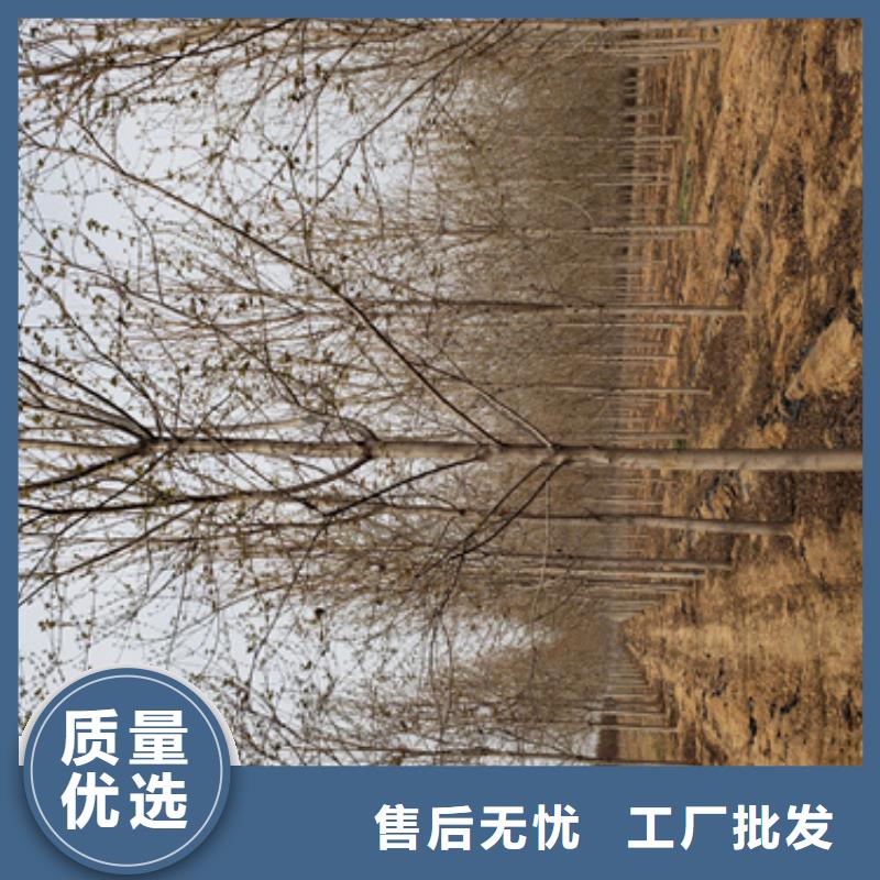 法桐美国红枫质检合格发货