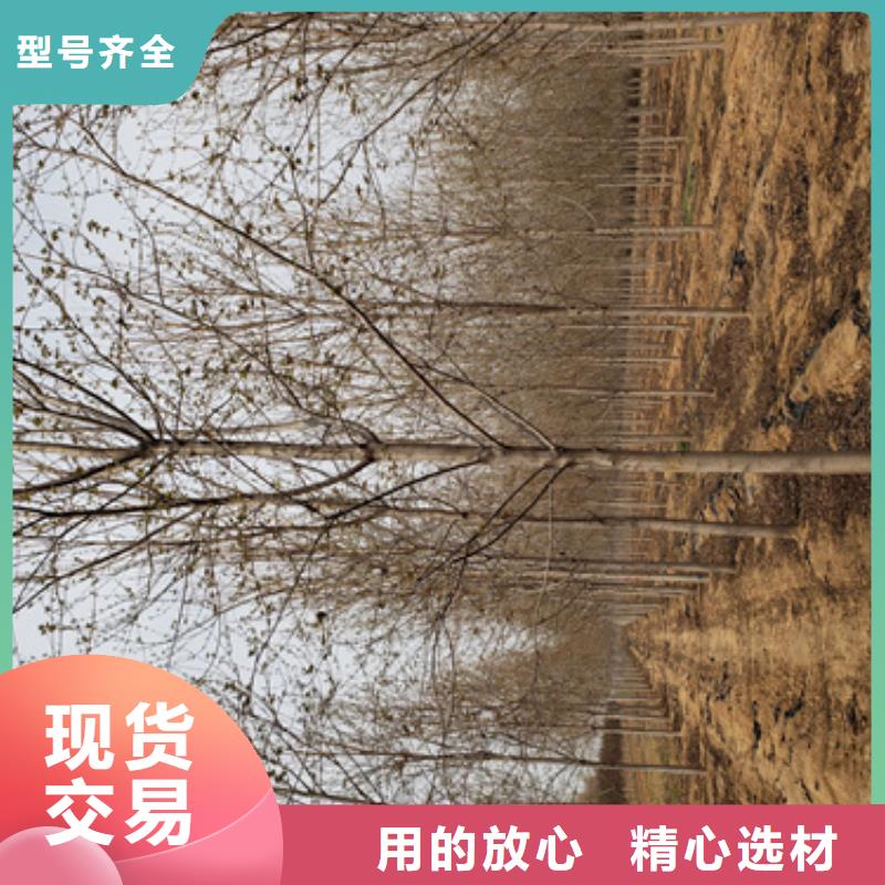法桐金叶复叶槭现货齐全售后无忧
