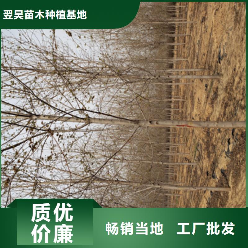 法桐金叶槐丰富的行业经验
