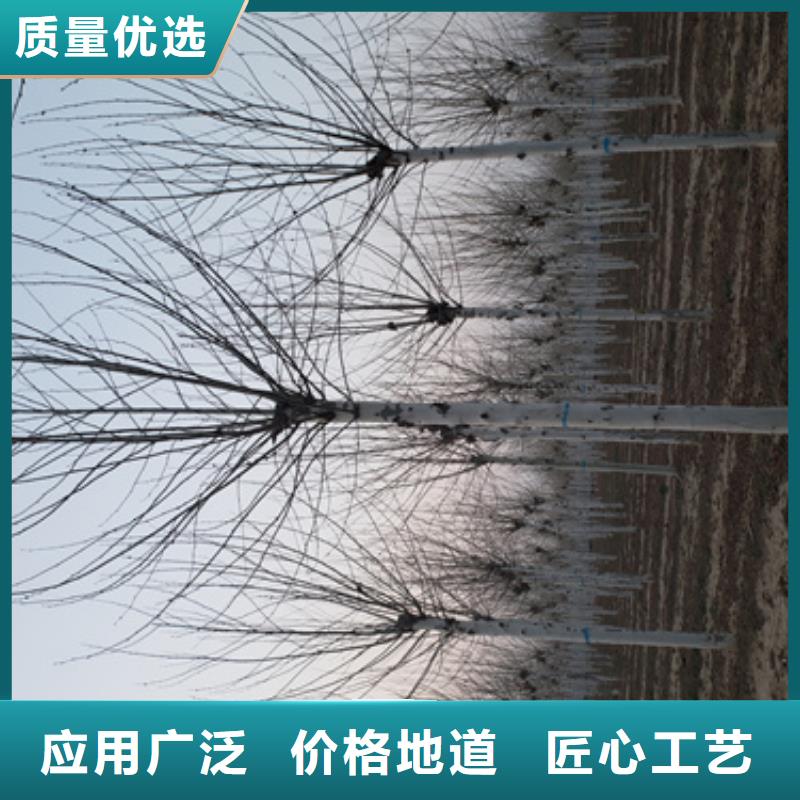 法桐美国红枫品质保障售后无忧