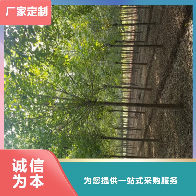 法桐工艺成熟