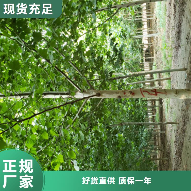 法桐白蜡保障