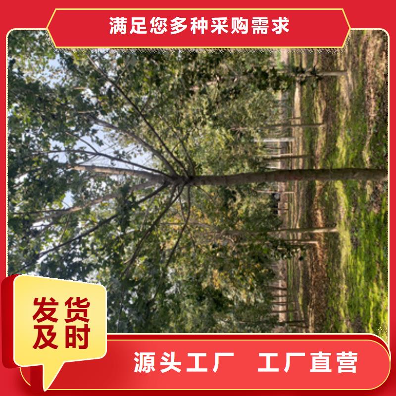 法桐优选原材