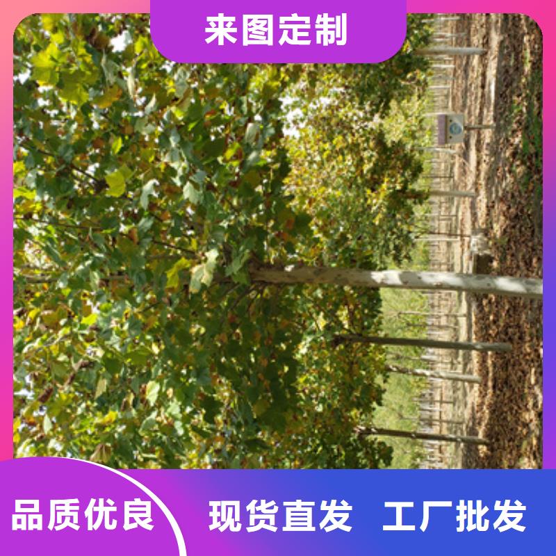 法桐截杆发帽支持定制