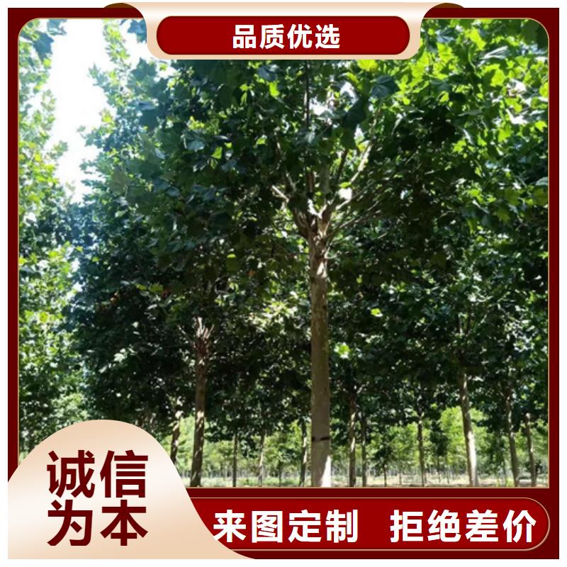 法桐-白蜡工厂直营