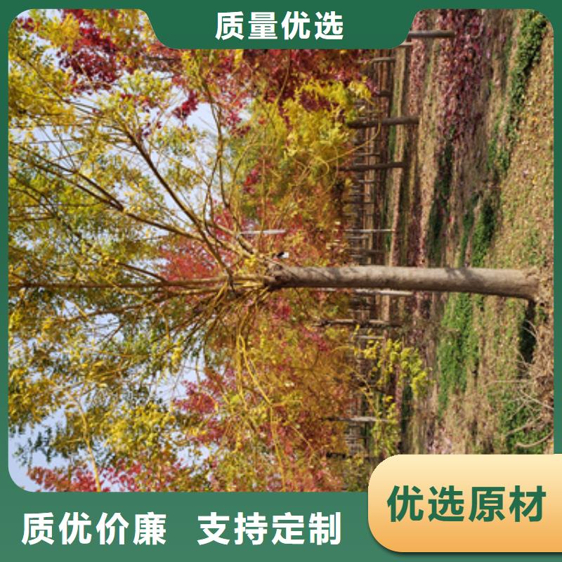 法桐美国红枫品质保障售后无忧