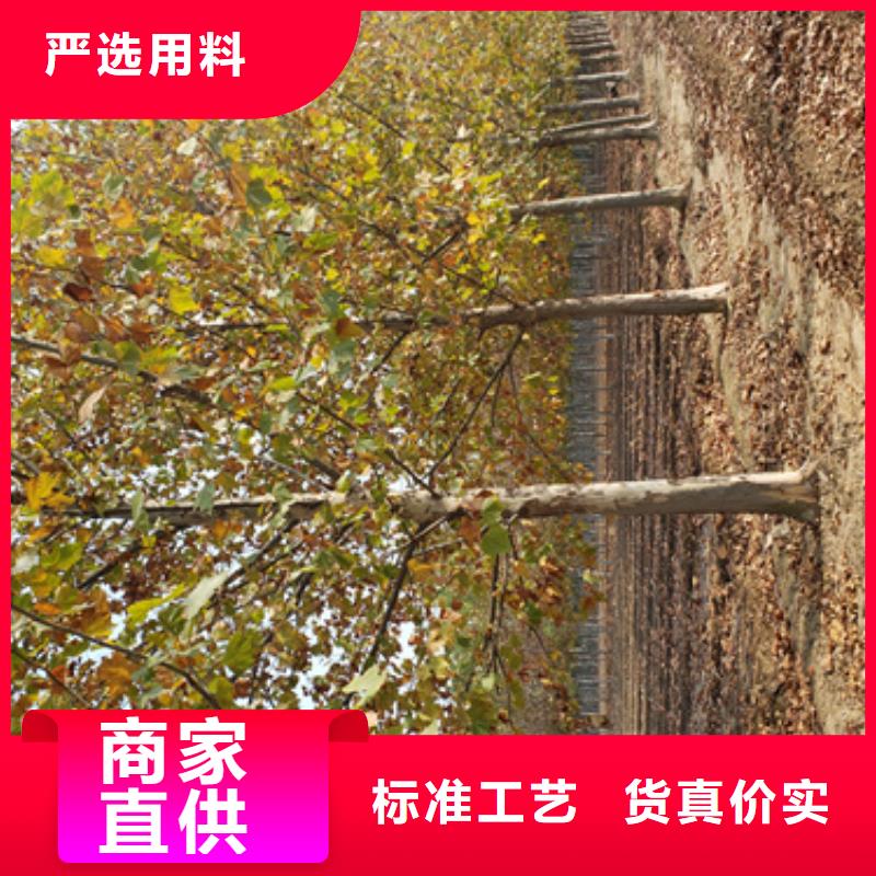 法桐白蜡优质原料