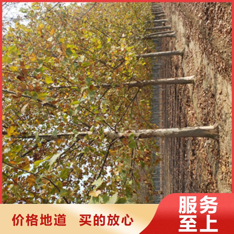 黄金槐视频-黄金槐|内蒙古阿拉善市|乌海|赤峰|乌兰察布|呼伦贝尔|鄂尔多斯