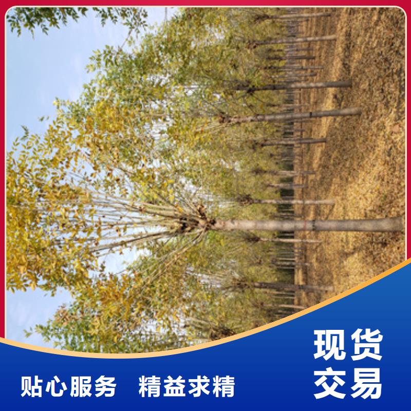#造型法桐#欢迎来电咨询