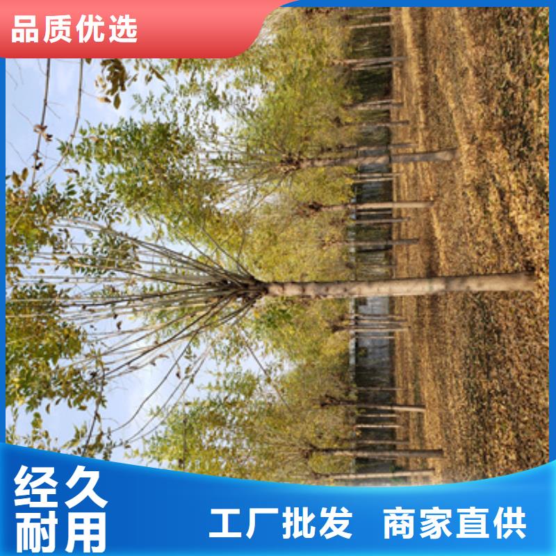 法桐_美国红枫拒绝伪劣产品