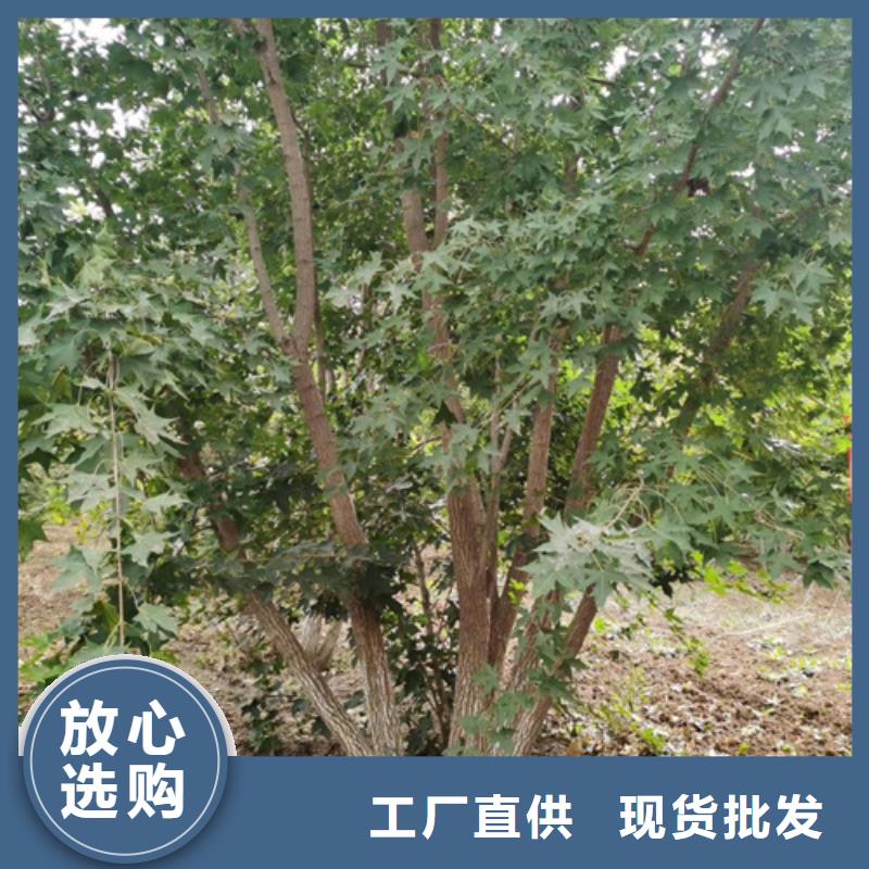 法桐_美国红枫拒绝伪劣产品