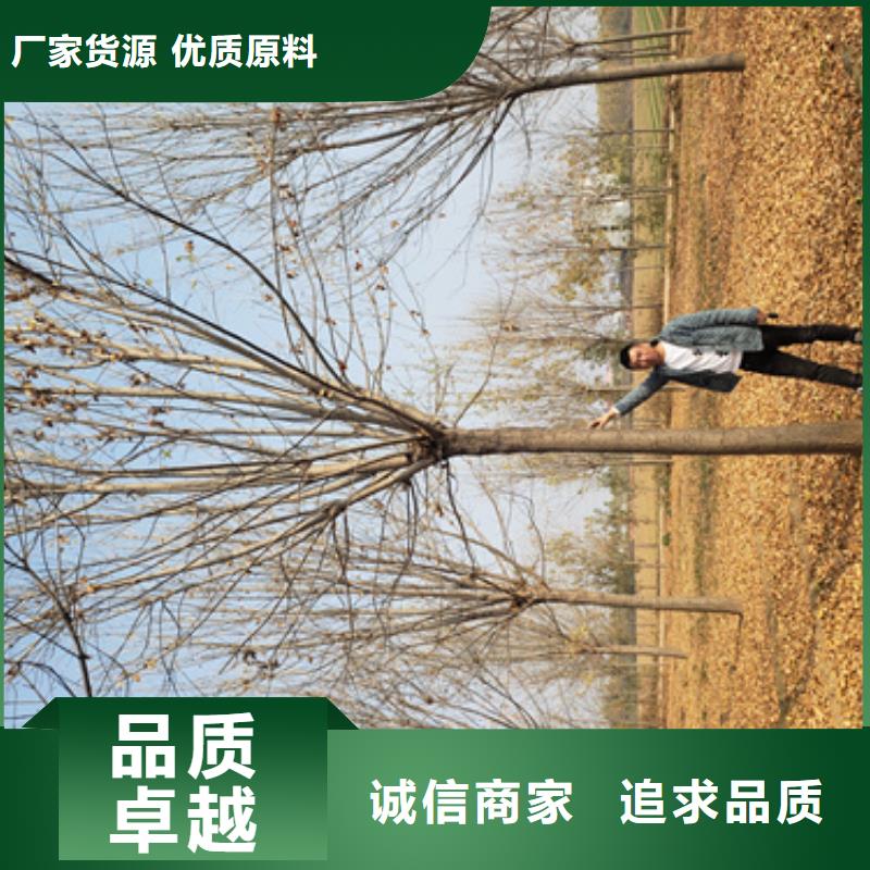 黄金槐视频-黄金槐|内蒙古阿拉善市|乌海|赤峰|乌兰察布|呼伦贝尔|鄂尔多斯